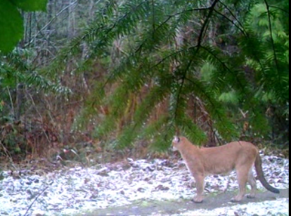 Link to Wilfred Creek Cougar Video
